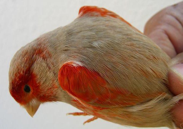 2935937191_2_3.jpg
