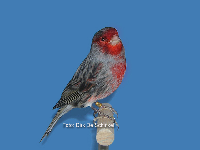 4 zwart-rood-mozaiek type 2.jpg