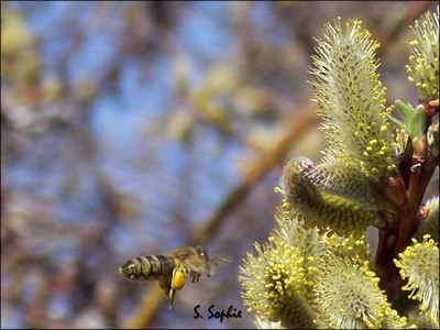 debut de printemps..jpg