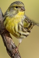 Serinus Serinus.jpg
