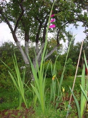 DSC04038 (400x300).jpg