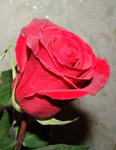 DSC00021.jpg