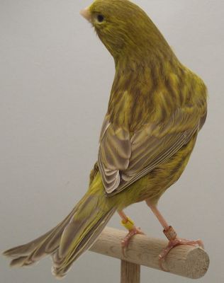 Bruin Geel Schimmel ghgfh.jpg