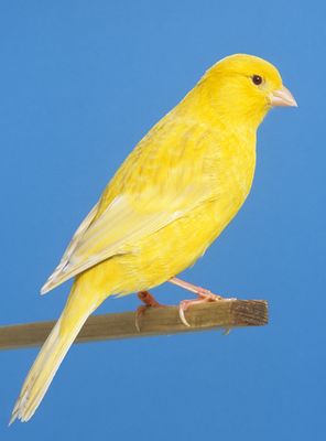20300800709%20Coloured%20Canary%20-%20Intensive%20Yellow%20Isabel%20Satinette.jpg