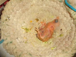DSC02928.JPG