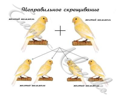 zeltij shim plus zeltij shim.jpg