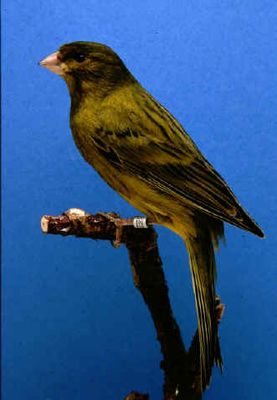 Black_Yellow_Intensive[1] - копия.jpg