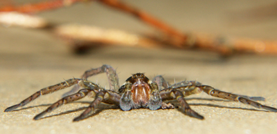 DSC04613 ммм.jpg