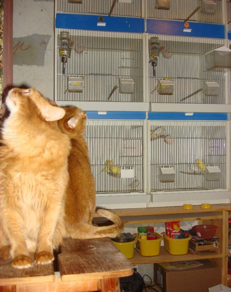 юлины коты.jpg